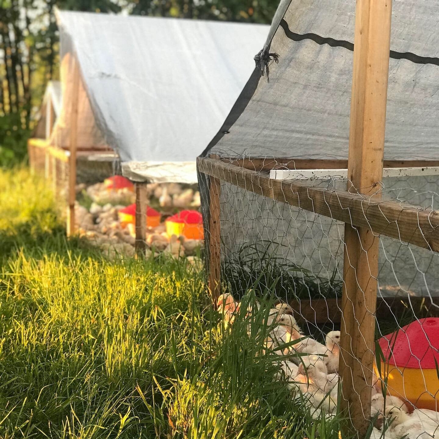 Bennett+Farms+-+20190625_231014_46BFEC3E-53EF-44D6-93E1-A5DF06AD4B7B